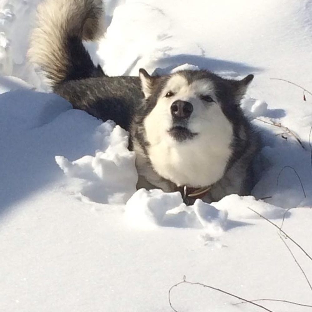 Meet your Posher, Jon and Koda my Alaskan Malamute